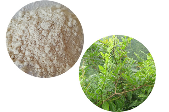 What is Dihydromyricetin.png